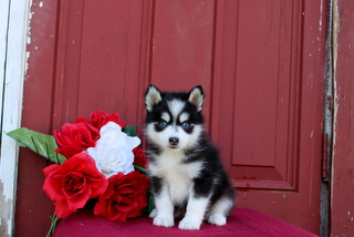 puppy, for, sale, Yorkshire Terrier, Matthew B. Stoltzfus, dog, breeder, Gap, PA, dog-breeder, puppy-for-sale, forsale, nearby, find, puppyfind, locator, puppylocator, aca
